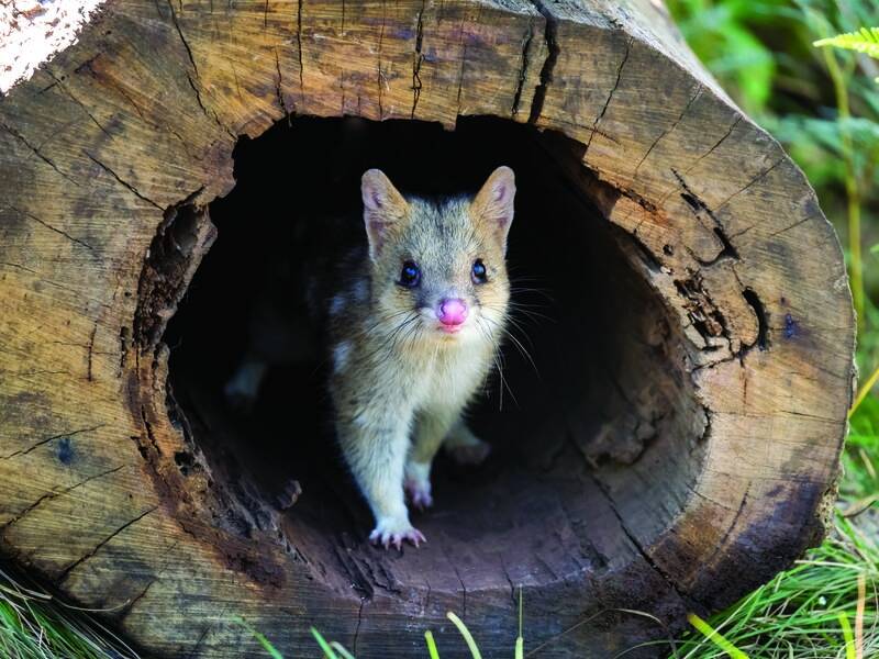 Quolls, koalas and lyrebirds are among the animals dependent on six habitat areas identified by WWF.