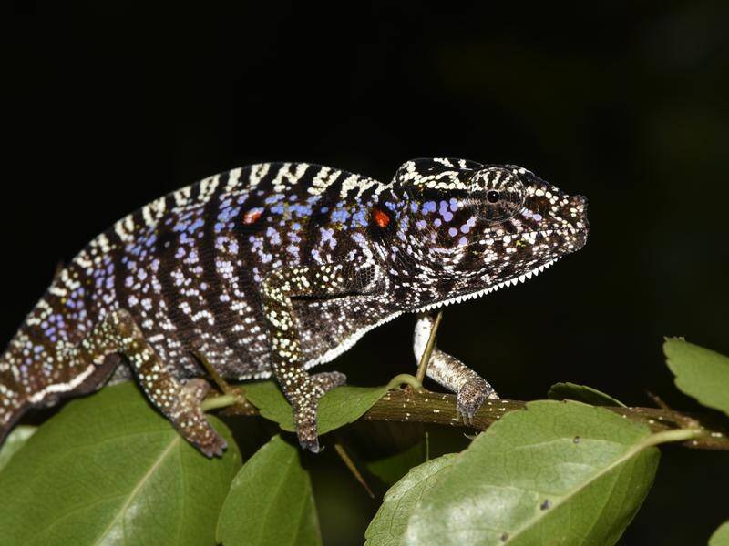 Scientists say they have found the elusive Voeltzkow's chameleon in Madagascar.