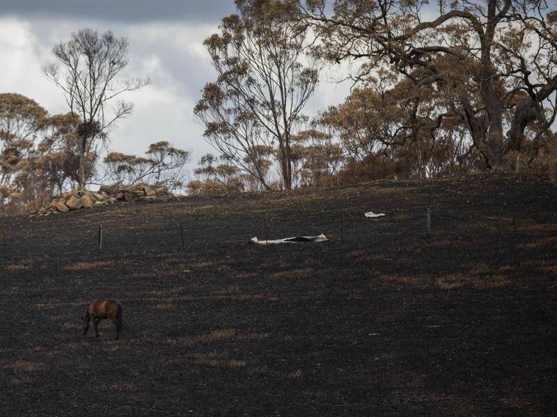 NSW authorities are preparing for forecast heavy rain in fire-affected areas of the state.