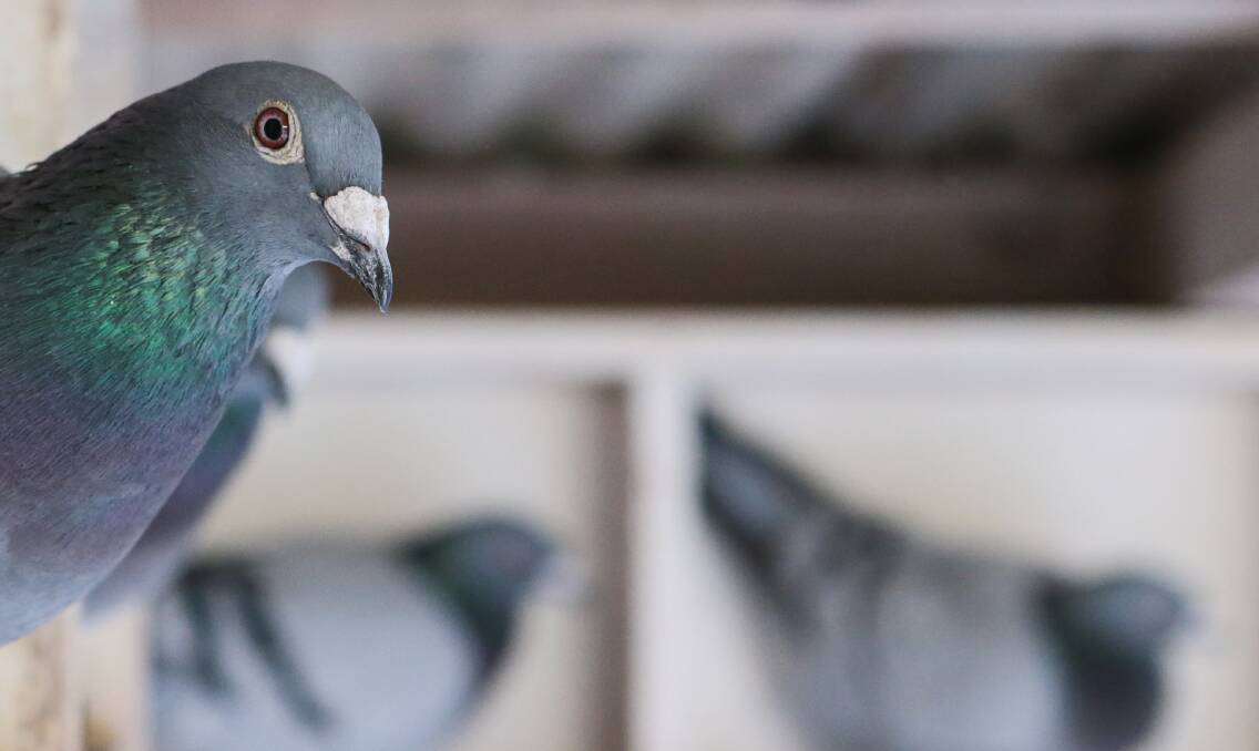 Pigeon control: Council spread fact sheet on simple measures to keep birds at bay