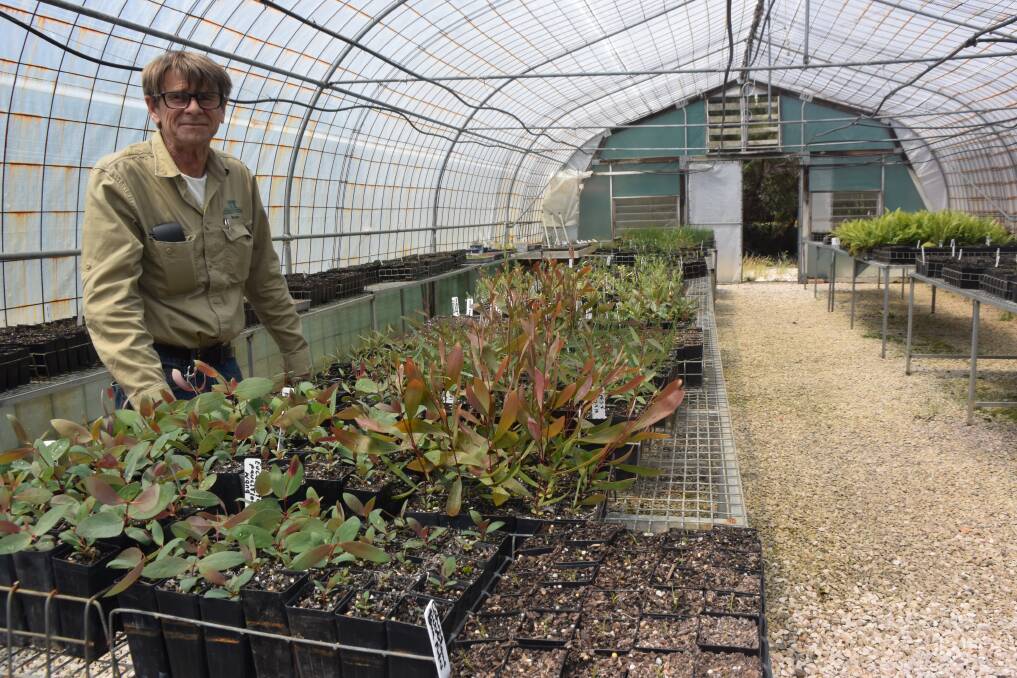 Nursery manager Alan Oliver in one of the polytunnels.