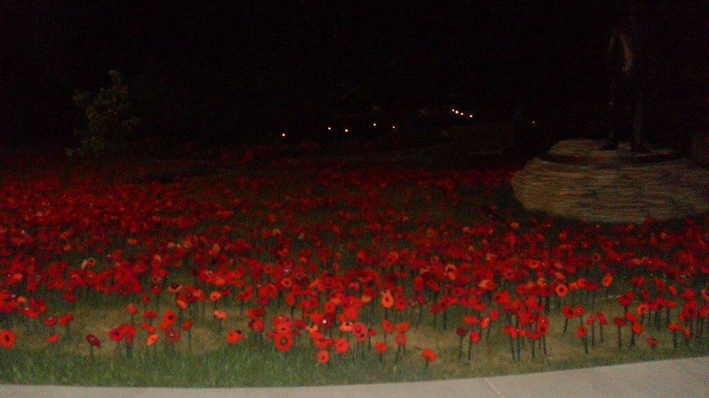 The poppies at night. 