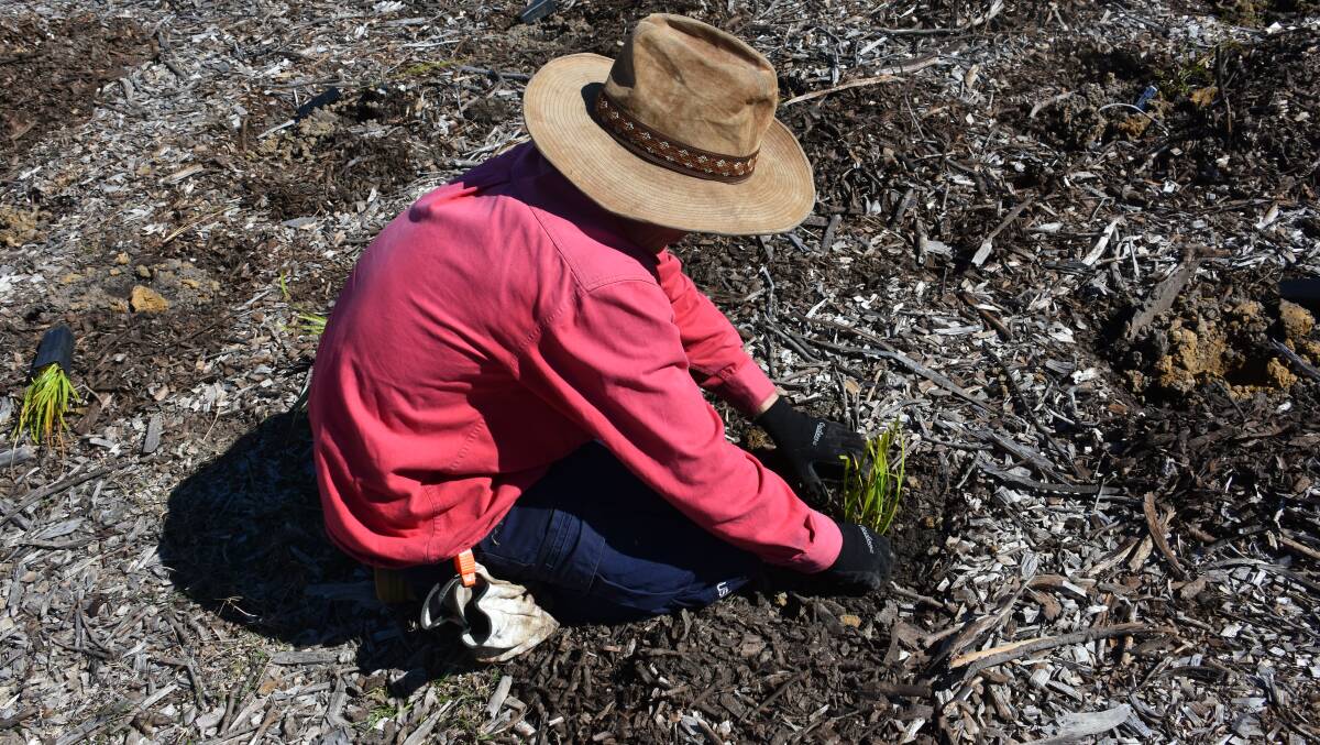 Volunteers planting at Farmers Creek in April. Picture: ALANNA TOMAZIN. 