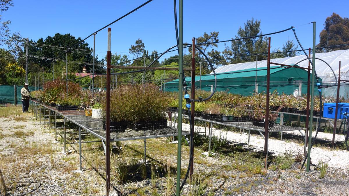 Listen up, gardeners: Lithgow’s community nursery offers a native solution