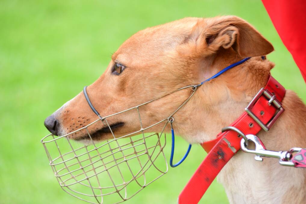 POPULAR: Greyhound racing continues its popularity, particularly in regional NSW. Picture: SHUTTERSTOCK. 