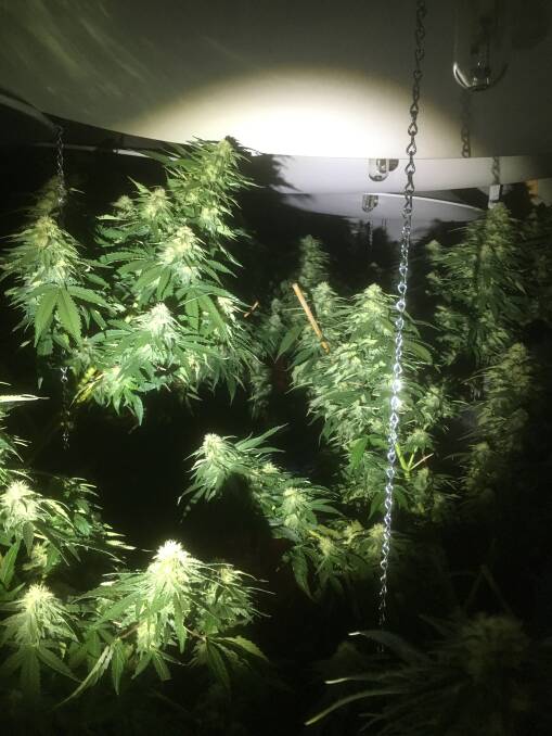 Cannabis plants found at the scene. Pictures: SUPPLIED. 
