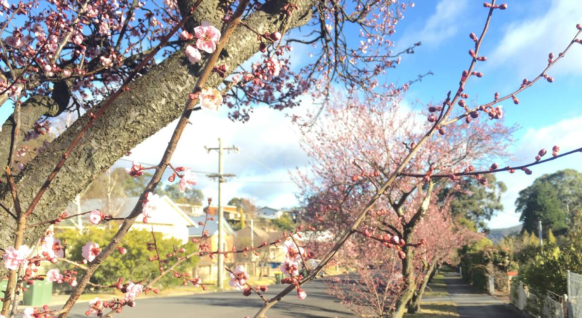 BLOOMS ON BIRDWOOD STREET: Is this the sign that Spring is back? Picture: KIRSTY HORTON. 