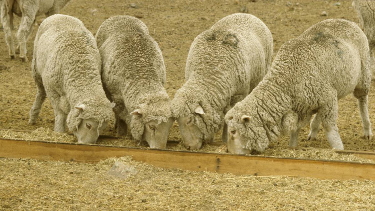 Sheep being fed in the dry conditions. Picture: Central Tablelands Local Land Services. 