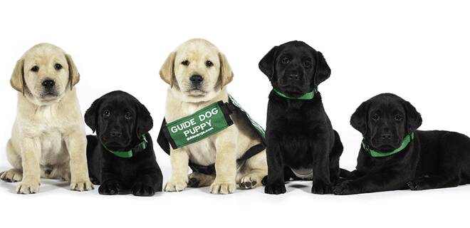 Guide dog fundraiser: Lithgow film society to screen new documentary