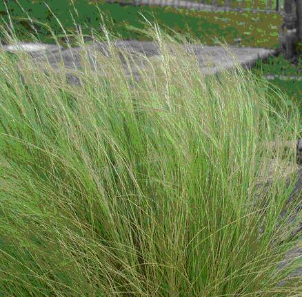 Mexican feather grass plant. Picture: Alan Maguire. 