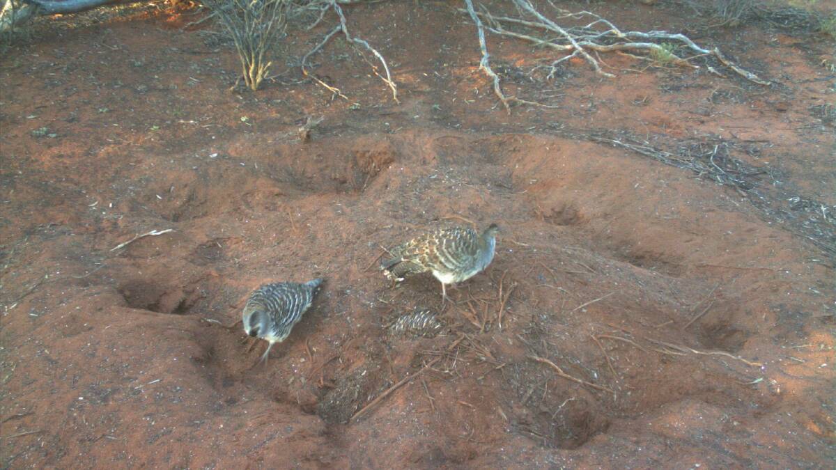 Like to solve puzzles? You could help save the malleefowl