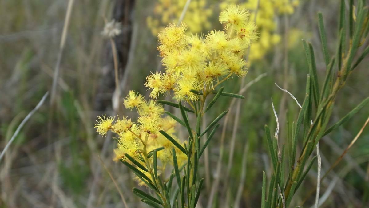 RARE: Acacia meiantham, which grows at Clarence. Picture: SUPPLIED.