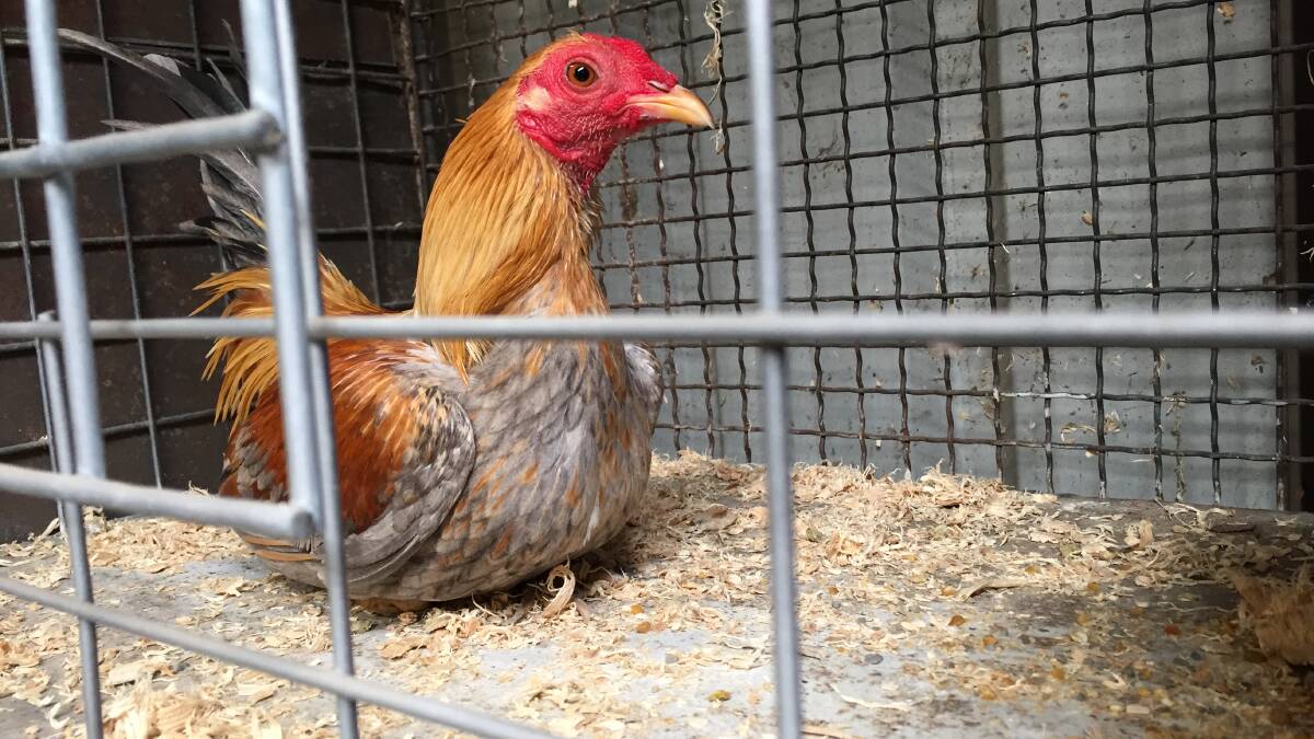 FEATHERED FRIENDS: Keep your eye out for the chooks at the showground on Sunday. Photo: From the Bathurst and District Poultry Show by NADINE MORTON 