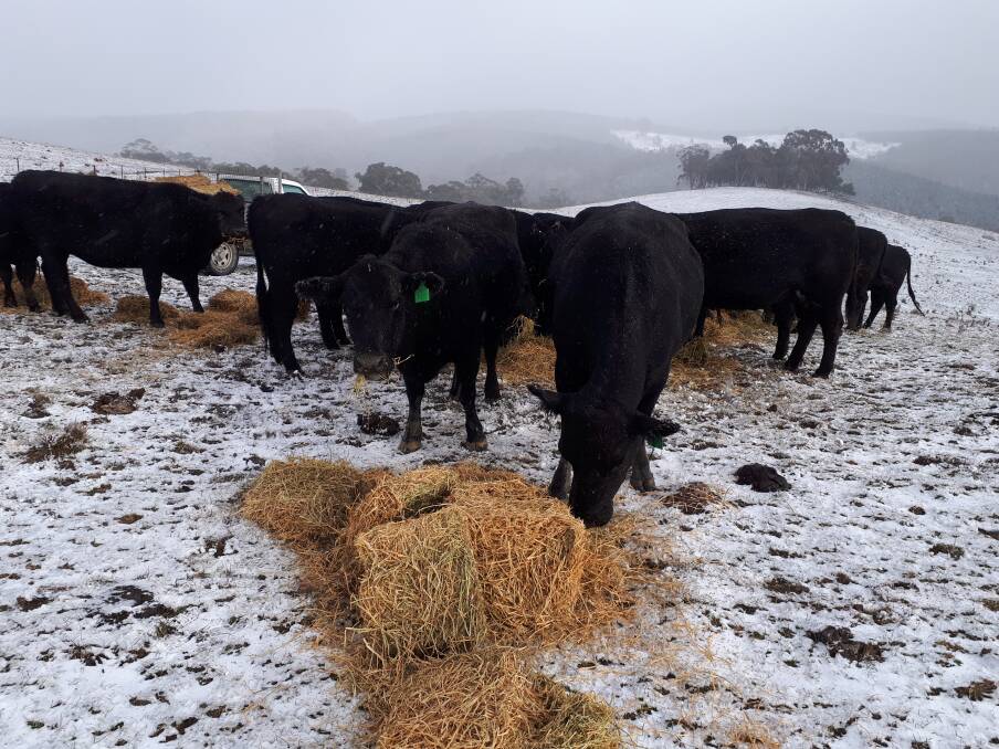 FEED: With icy conditions predicted coming into the weekend, producers have been urged to be ready. Picture: SUPPLIED. 