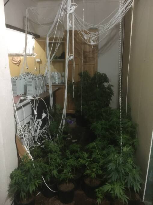 Portland bust: Hundreds of cannabis plants found, charges laid