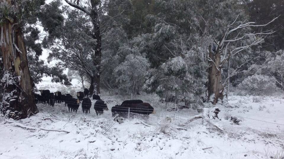 WHAT'S THIS WHITE STUFF? Cattle wonder where the grass has gone after the weekend snowfall near Oberon.