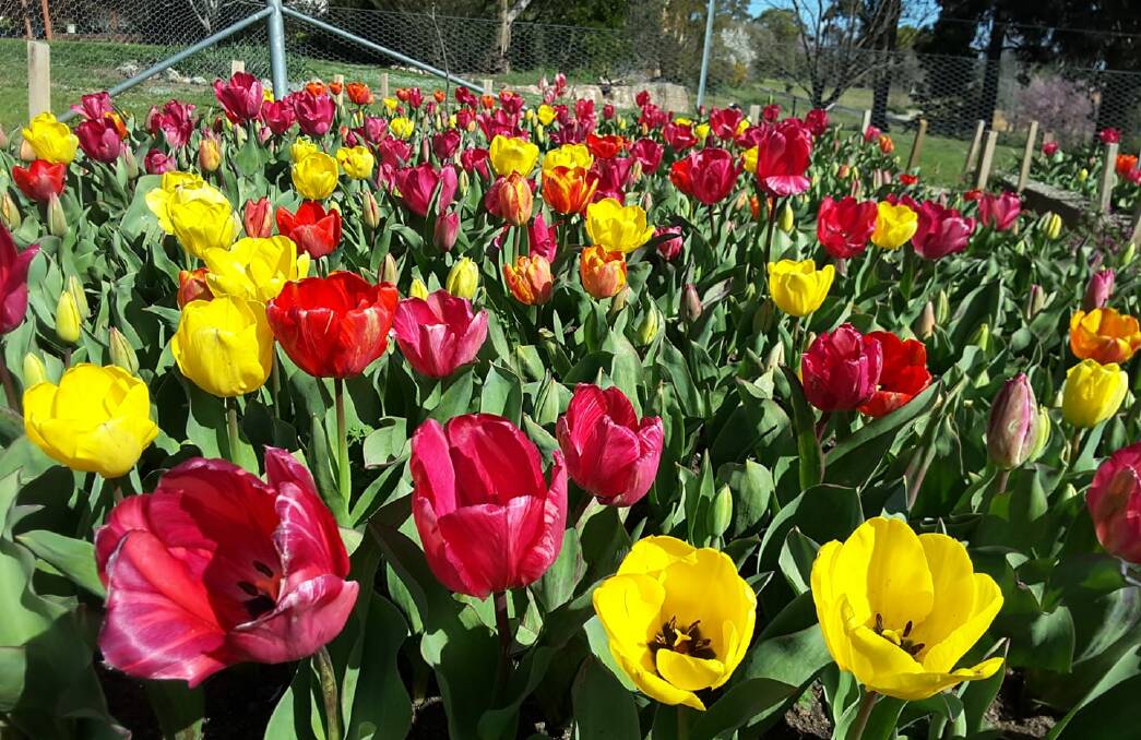 COLOUR: Some beautiful tulips beginning to blossom. Photo: Kathleen Compton