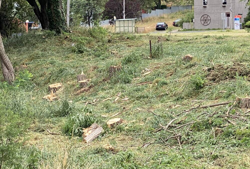 FELLED: The stumps left after the trees were removed. Photo: Alanna Tomazin
