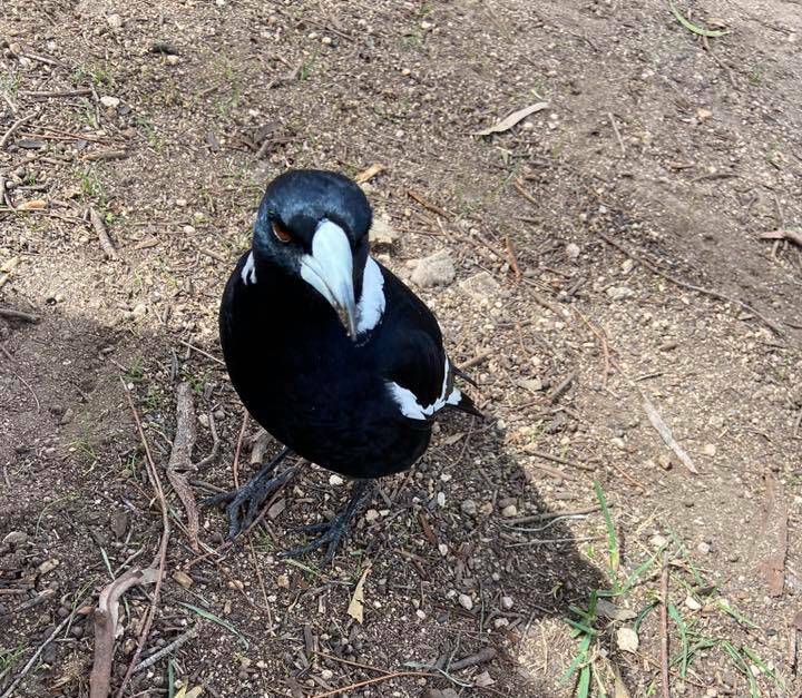 FRIEND: A magpie made some new friends in Hartley recently. Photo: Susan Alexander