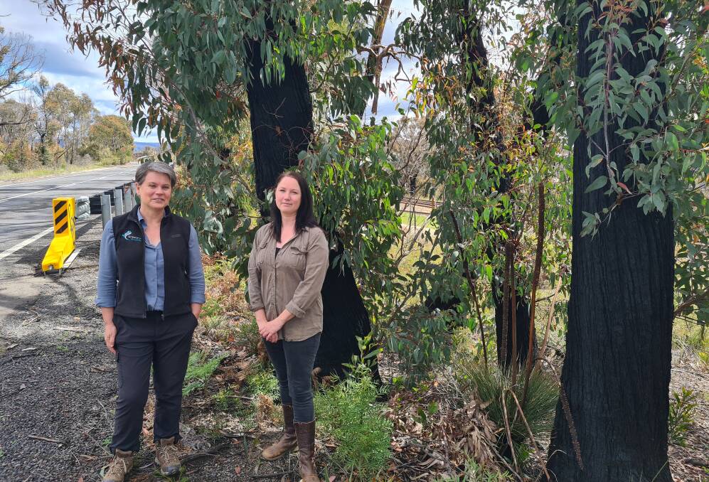 Kat Boehringer who spotted the Koala and Dr Kellie Leigh, Executive Director Science for Wildlife at the location where the Koala was spotted. Photo: Supplied