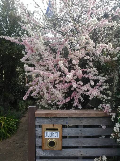 PINK: Lovely cherry blossoms in Lithgow. Photo: Julie Taylor