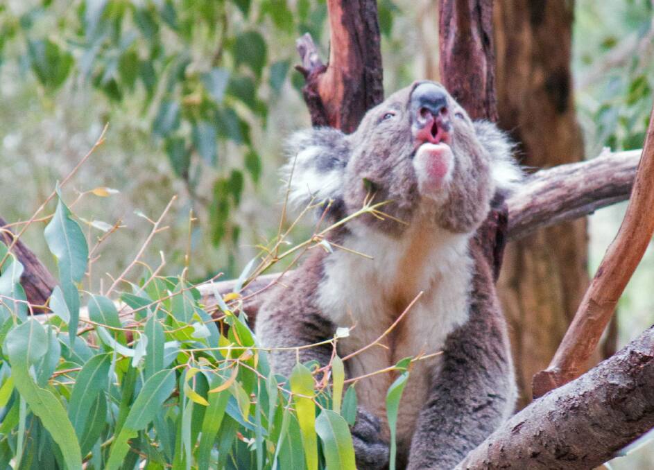 Koalas have been seen in parts of Greater Lithgow and Blue Mountains in decades. Photo: Supplied