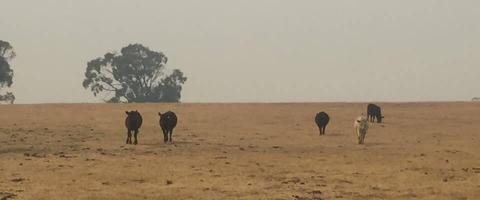 DRY TIMES: Lithgow recorded a little more than half of its average annual rainfall during 2019. Photo: RACHAEL YOUNG