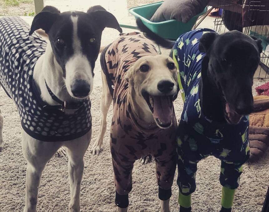 WINTER READY: Elle Radford's previous foster dog Yandell, with retired greyhounds Marnie and Ben that she adopted, all wearing their jumpers in winter. Photo: SUPPLIED