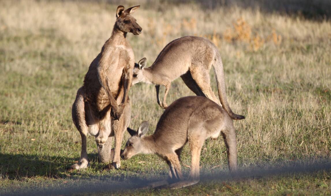 WAITING: Kangaroos in a holding pen near Mount Panorama before they were relocated to the Capertee Valley earlier this year. Photo: PHIL BLATCH