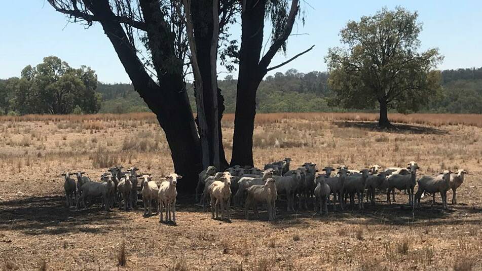 MISSING: In February 36, 2017 drop merino wethers were reported missing. Photo: NSW POLICE