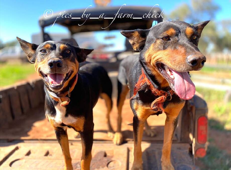 OFF TO WORK: Some of the hardest working four-legged best mates you'll ever see. Photos: SUPPLIED