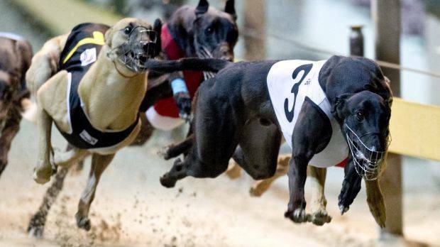 Greyhound industry's welfare priorities, but what happens to retired racers?