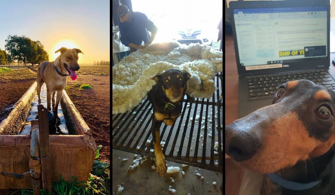 OFF TO WORK: Some of your four-legged best mates on Take Your Dog to Work Day. Photos: SUPPLIED