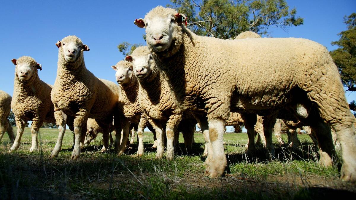 STOCK: Lambing strategies for drought-affected sheep from Local Land Services regional veterinarian Bruce Watt says. Photo: FILE