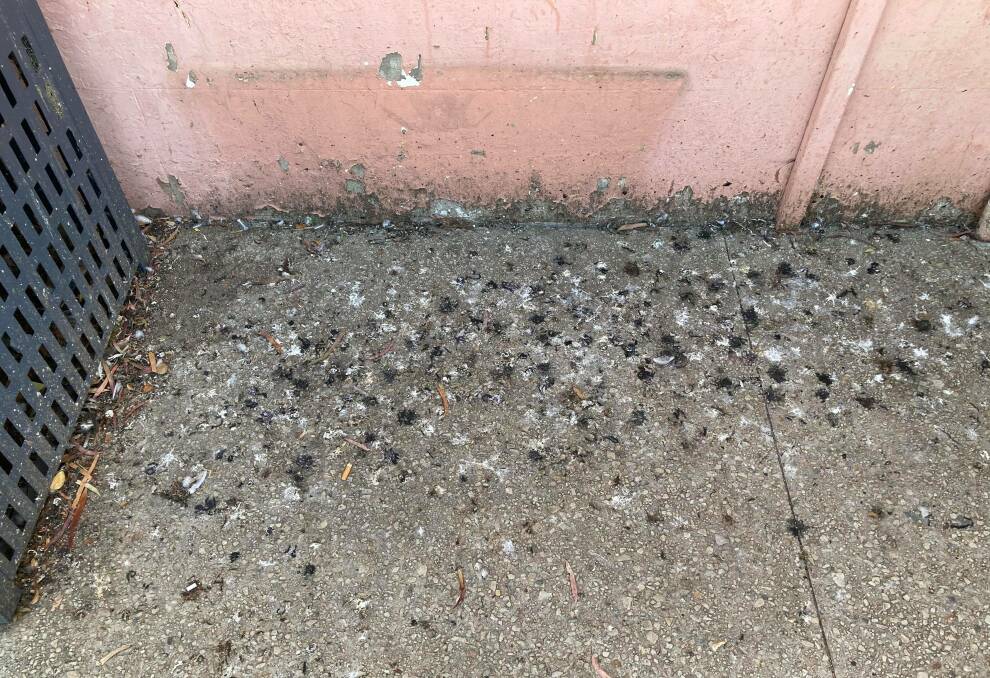 PARTY POOPERS: Pigeon poo is all too often ruining the CBD. Photo: SUPPLIED.