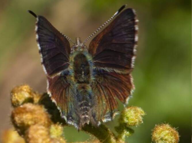 The purple copper butterfly. Picture: Courtesy of S. Cohen.