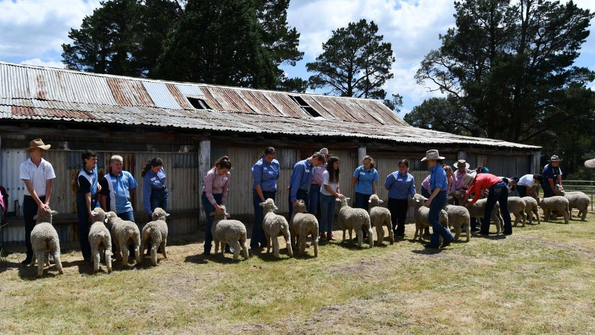 EWE BEAUTY: Rydal Showground hosted a Corriedale sheep show.