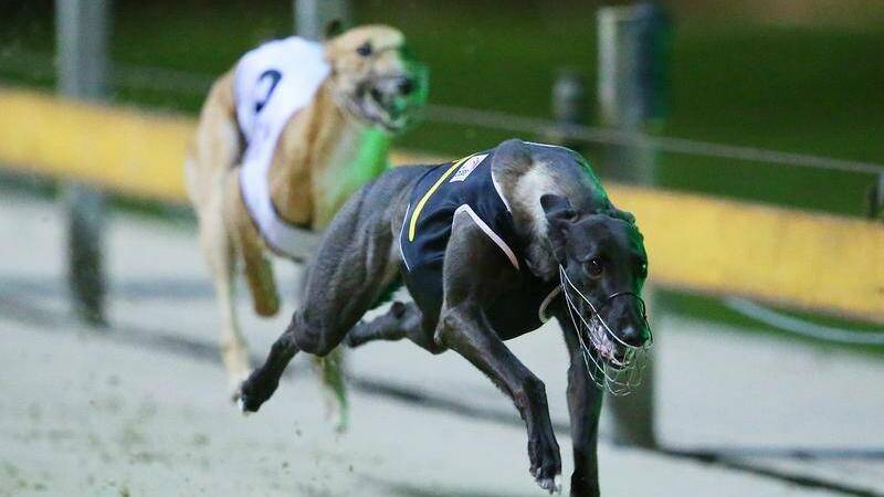 BENEFIT: Greyhound owners will benefit from waived registration fees for the next 12 months. Photo: FILE.