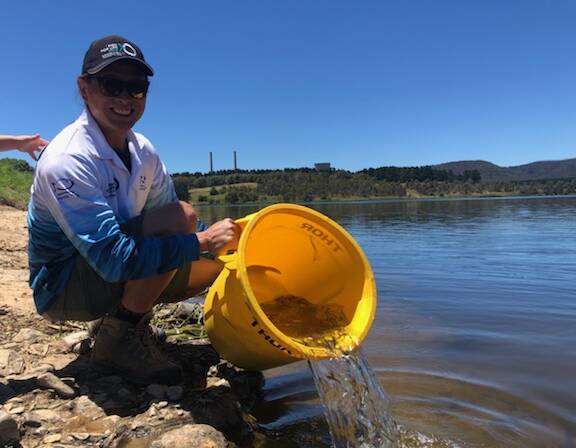 RELEASE: Wallerawang CAS secretary Ray Tang helps release thousands of trout fry into the local impoundments. Photo: SUPPLIED.