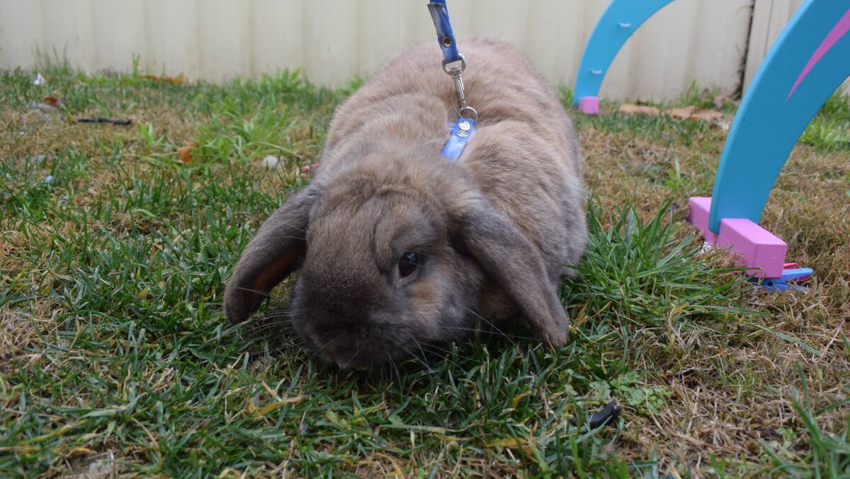 FLUFFY BUNNY: Snickers poses for the camera. Picture: ALANNA TOMAZIN.
