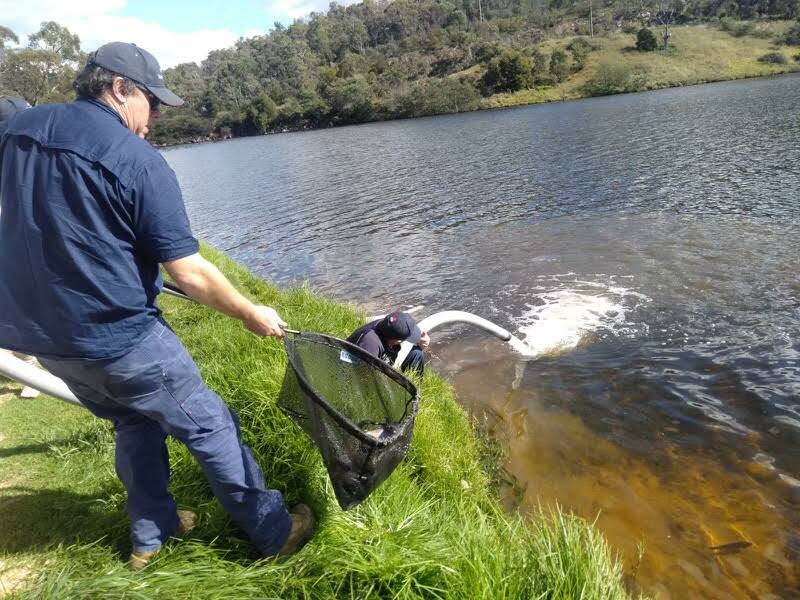 Thousands of rainbow trout were released into Lake Lyell. Picture: Supplied