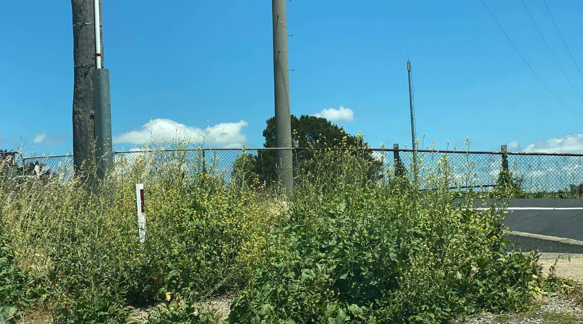 WEEDS GALORE: Weeds are growing profusely near the Railway bridge. Photo: ALANNA TOMAZIN.