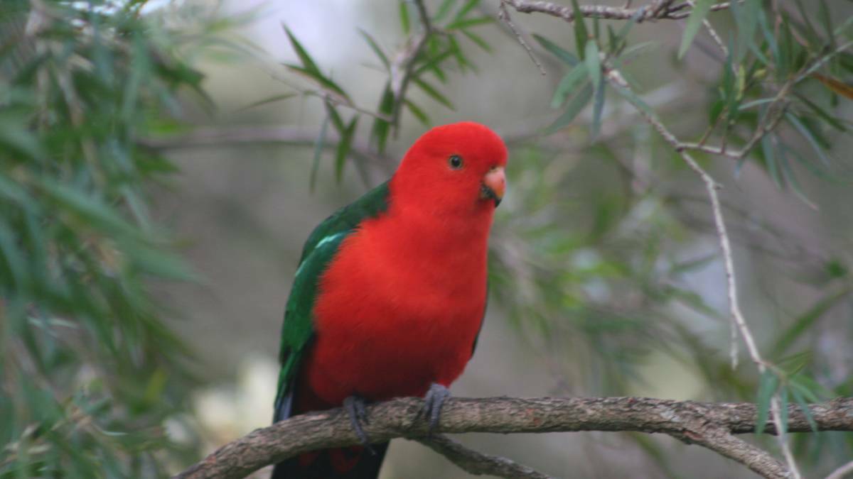 PARROT FEVER: Residents are being urged to stay away from wild birds. Picture: FILE.