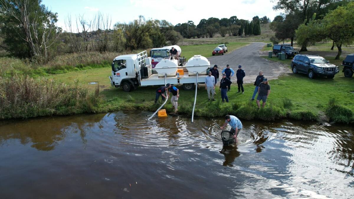 Dutton Trout Hatchery release rainbow trout with the Wallerawang CAS as part of annual stocking program. Picture: Supplied