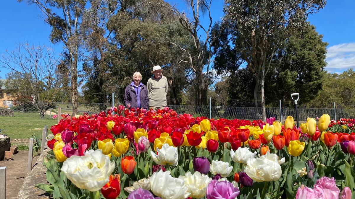 THOUSDANDS OF TULIPS: Kathleen and John Compton are proud of their beautiful and vibrant tulip beds. Photo: ALANNA TOMAZIN