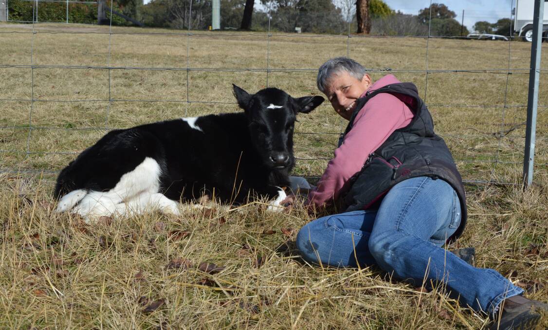 RAISING BABY MOOS: Dawn Hinchliffe enjoys the sunshine with Kris the calf. Photo: ALANNA TOMAZIN