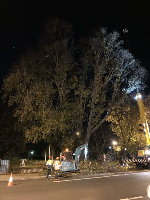 TREE REMOVAL: Night works took place to remove the two trees from the front of Queen Elizabeth Park. Photo: FILE
