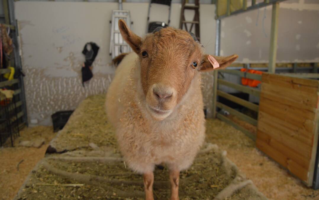 OH HONEY: Honey the goat is ready to welcome you to Raising Baby Moos. Photo: ALANNA TOMAZIN