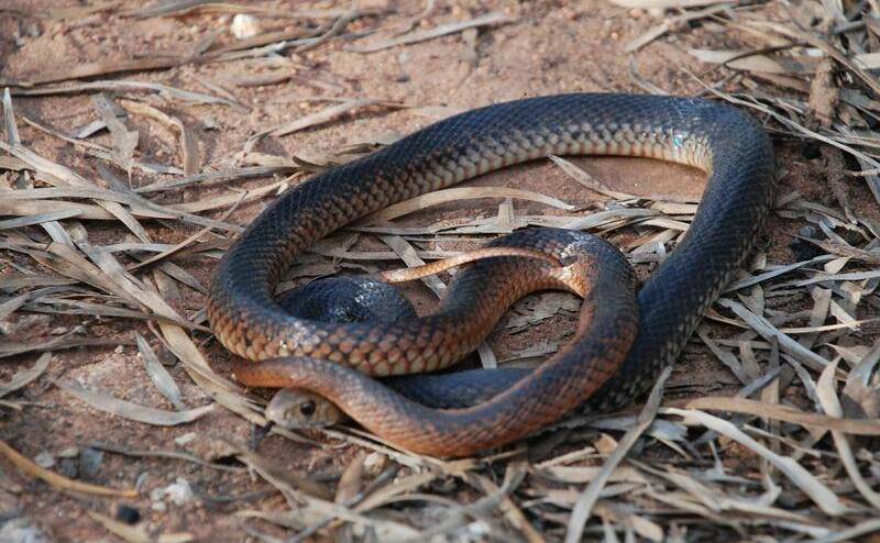 Snakes warning following bushfire and summer heat. Picture; FILE IMAGE.